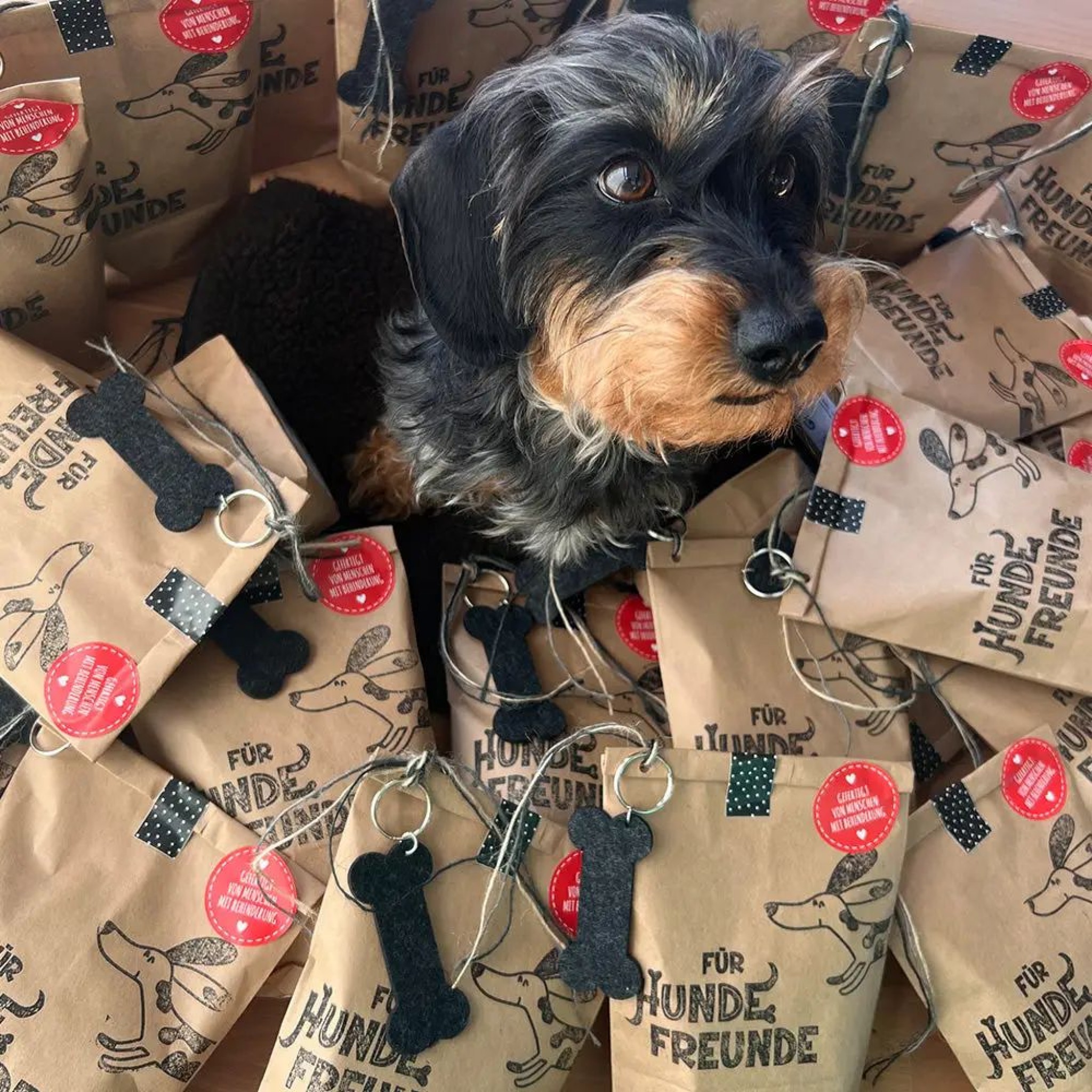 Подарък изненада Кучето моят приятел